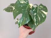 Monstera Deliciosa Thai Constellation - nuotraukos Nr. 4