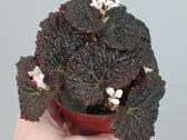 Begonia Baik x Dracopelta - nuotraukos Nr. 2