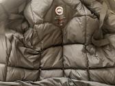 Canada goose - nuotraukos Nr. 4
