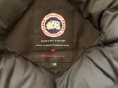 Canada goose - nuotraukos Nr. 5