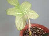 Philodendron Florida Ghost - nuotraukos Nr. 2