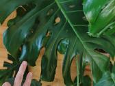 Monstera - nuotraukos Nr. 2