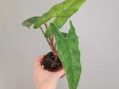 Alocasia Sulawesi Green Carpet - nuotraukos Nr. 2