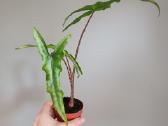 Alocasia Sabrina Narrow - nuotraukos Nr. 2