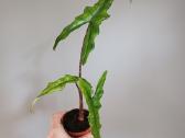 Alocasia Sabrina Narrow - nuotraukos Nr. 3