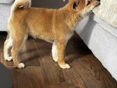 Shiba - nuotraukos Nr. 4