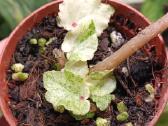Begonia Rouge Variegated - nuotraukos Nr. 2