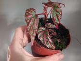 Begonia Negrosensis - nuotraukos Nr. 2