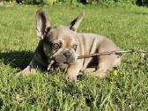 Kilmingi Prancuzu buldogai / French buldog - nuotraukos Nr. 2