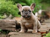 Kilmingi Prancuzu buldogai / French buldog - nuotraukos Nr. 4