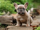 Kilmingi Prancuzu buldogai / French buldog - nuotraukos Nr. 8