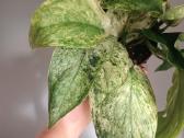 Scindapsus Peasun Variegata karpiniai - nuotraukos Nr. 2