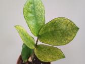 Zamioculcas Zamiifolia Chameleon - nuotraukos Nr. 2