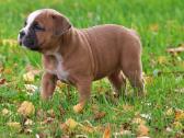 Old English Bulldog Šuniukai – Švedijoje - nuotraukos Nr. 2