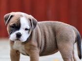 Old English Bulldog Šuniukai – Švedijoje - nuotraukos Nr. 3