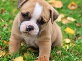 Old English Bulldog Šuniukai – Švedijoje - nuotraukos Nr. 4