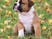 Old English Bulldog Šuniukai – Švedijoje - nuotraukos Nr. 5