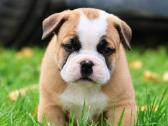 Old English Bulldog Šuniukai – Švedijoje - nuotraukos Nr. 6