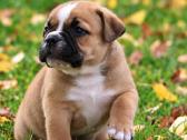 Old English Bulldog Šuniukai – Švedijoje - nuotraukos Nr. 7