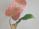 Philodendron Whipple Way Green - nuotraukos Nr. 2