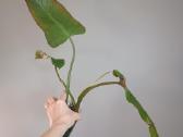 Philodendron Whipple Way Green - nuotraukos Nr. 6