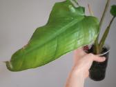 Philodendron Whipple Way Green - nuotraukos Nr. 3
