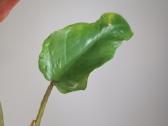 Philodendron Whipple Way Green - nuotraukos Nr. 4
