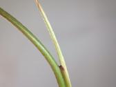 Philodendron Whipple Way Green - nuotraukos Nr. 5