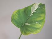 Syngonium Chiapense variegated - nuotraukos Nr. 2