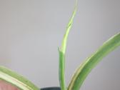 Syngonium Chiapense variegated - nuotraukos Nr. 3