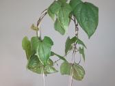 Dioscorea sp. Variegated - nuotraukos Nr. 5