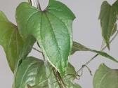 Dioscorea sp. Variegated - nuotraukos Nr. 2
