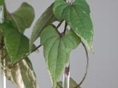 Dioscorea sp. Variegated - nuotraukos Nr. 3