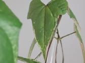 Dioscorea sp. Variegated - nuotraukos Nr. 4