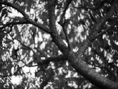 Objektyvas Helios 44m 58mm F2 Mc - nuotraukos Nr. 7
