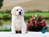Kilmingi Labradoro retriverių veislės šuniukai - nuotraukos Nr. 13