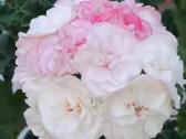 Pelargonija. eukomius 2.5€ kanos 1.80.10€ - nuotraukos Nr. 31