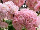 Komius 2.5€ kanos 1.80.10-15€15-20€ - nuotraukos Nr. 32