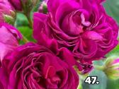 Pelargonija. eukomius 2.5€ kanos 1.80.10€ - nuotraukos Nr. 33