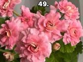 Komius 2.5€ kanos 1.80.10-15€15-20€ - nuotraukos Nr. 34