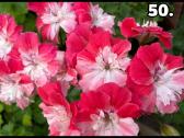 Bengalai. Pelargonija. Bengalai - nuotraukos Nr. 34