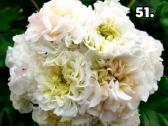 Pelargonija. eukomius 2.5€ kanos 1.80.10€ - nuotraukos Nr. 37