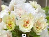 Pelargonija. eukomius 2.5€ kanos 1.80.10€ - nuotraukos Nr. 38
