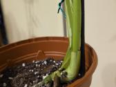 Monstera thai constelation - nuotraukos Nr. 2