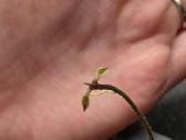 Vaškuolė hoya vangviengiensis - nuotraukos Nr. 2