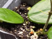 Vaškuolė hoya vangviengiensis - nuotraukos Nr. 3