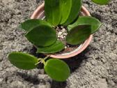 Vaškuolė hoya vangviengiensis - nuotraukos Nr. 4