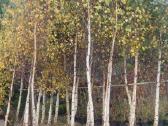 Beržas karpotasis ( Betula pendula) - nuotraukos Nr. 2