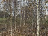 Beržas karpotasis ( Betula pendula) - nuotraukos Nr. 3