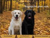Labradorų veislynas "Burbonas" - nuotraukos Nr. 3